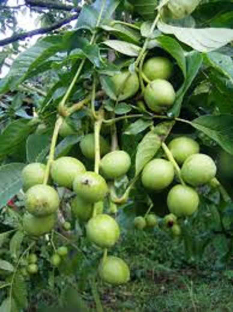 Cây giống óc chó hàng chuẩn f1 ,cây cực đẹp giá cực rẻ, cam kết cây chuẩn hình