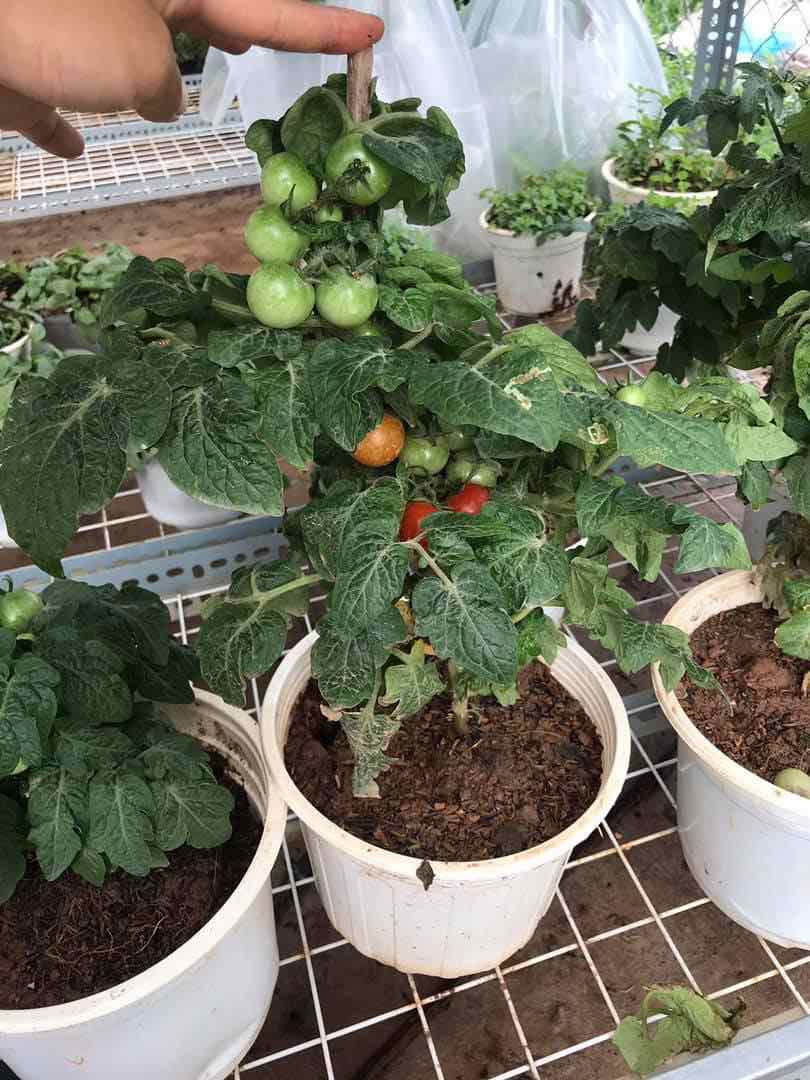 Cây giống cà chua