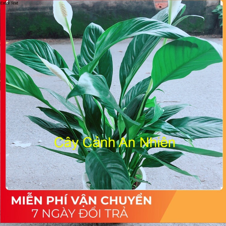 Cây lan ý kèm chậu sứ trắng