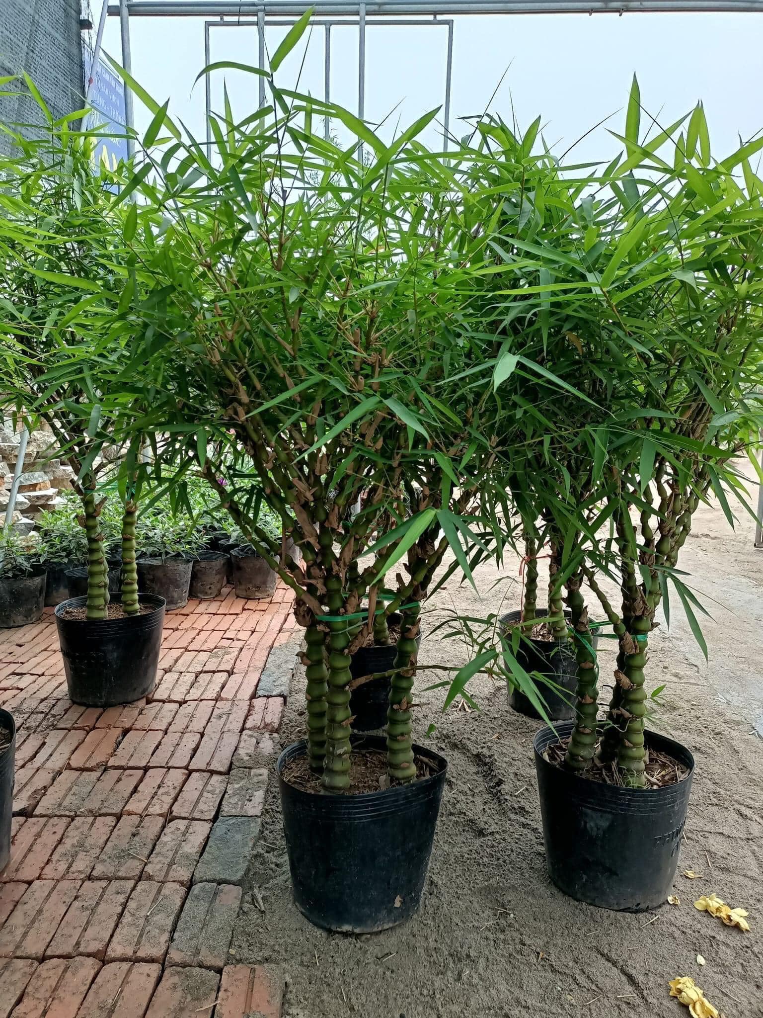 CÂY TRÚC PHẬT BÀ HÀNG GỦI ĐI NHƯ HÌNH