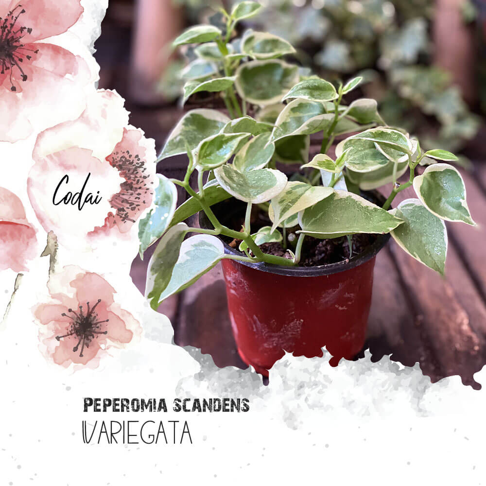 Cây Peperomia scandens Variegata (Cây Cupid) chậu nhựa