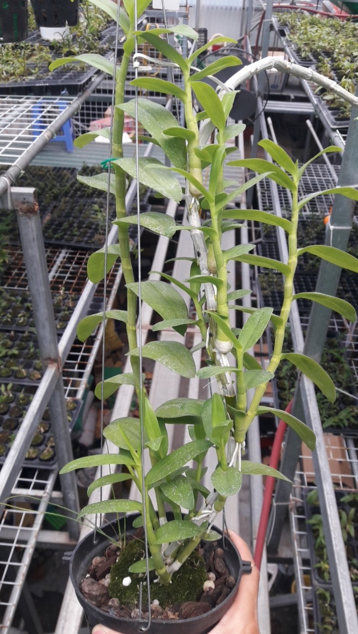 10 Móc kẽm chia 3 treo lan 80cm siêu hot