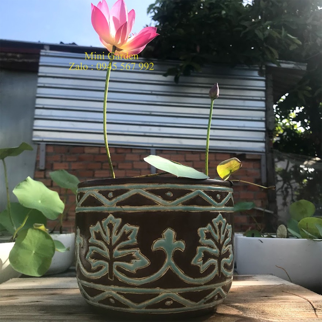 Củ Giống Hoa Sen Mini Nhật Little Lantern.