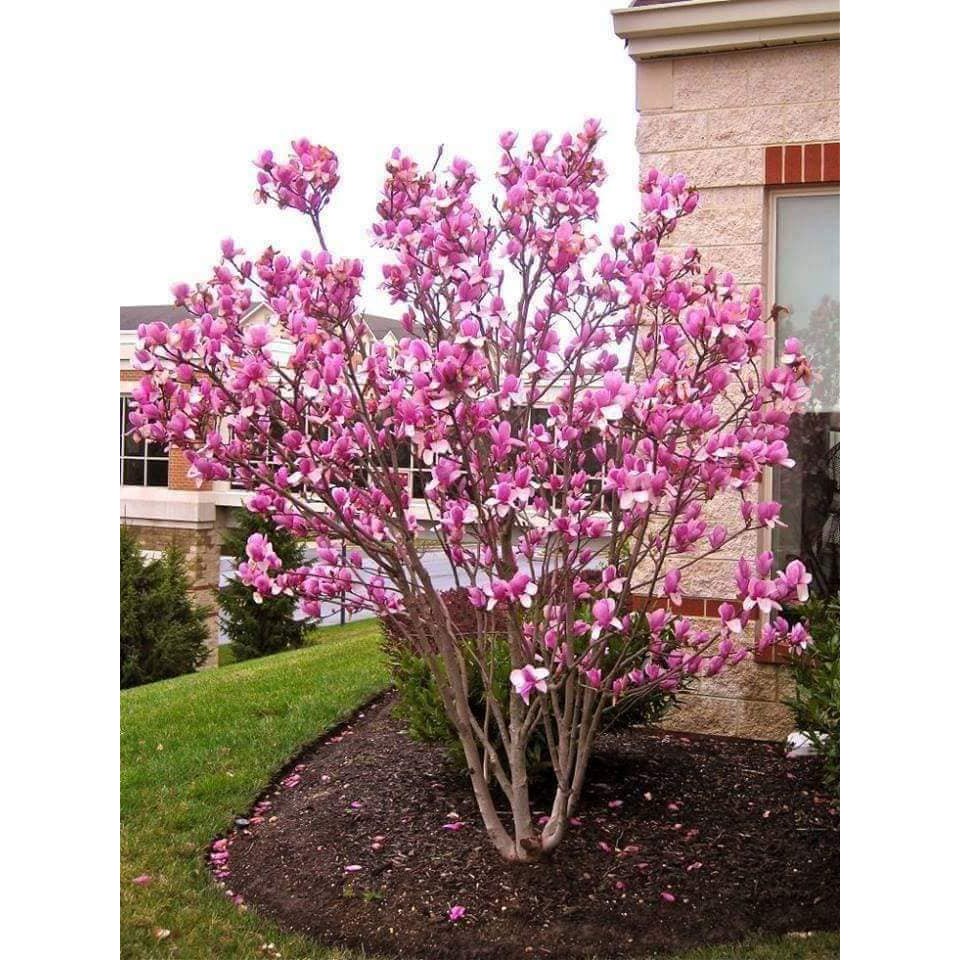 cây giống hoa mộc lan siêu nụ siêu đẹp đủ màu