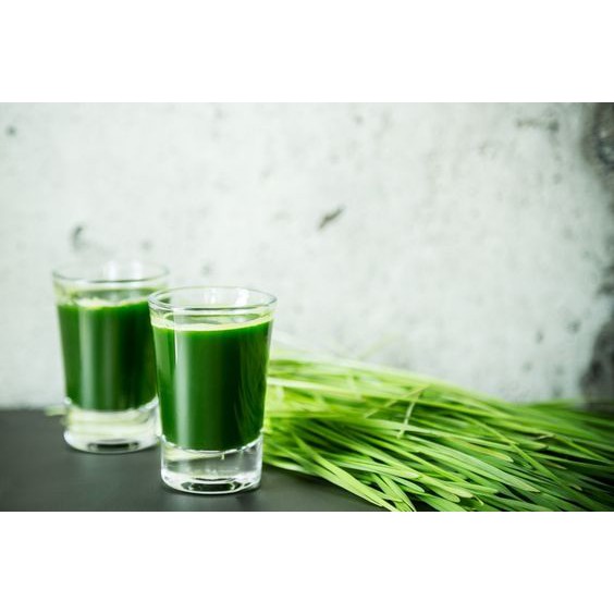 Hạt giống cỏ lúa mì Viethealthy 3kg