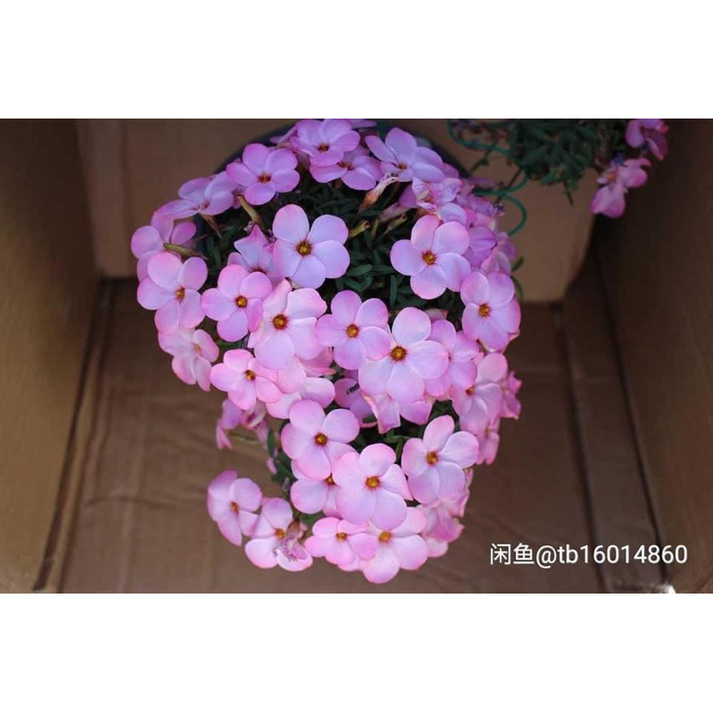 củ hoa oxalis dòng hoa sớm, thân mảnh mai