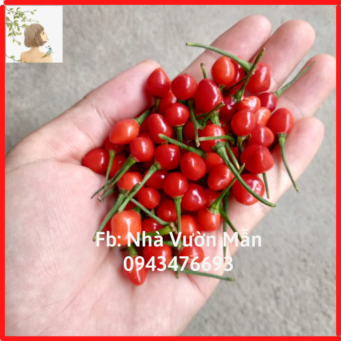 10 hạt ớt chiltepin siêu cay