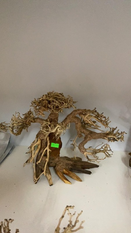 BONSAI THUY SINH 20X30