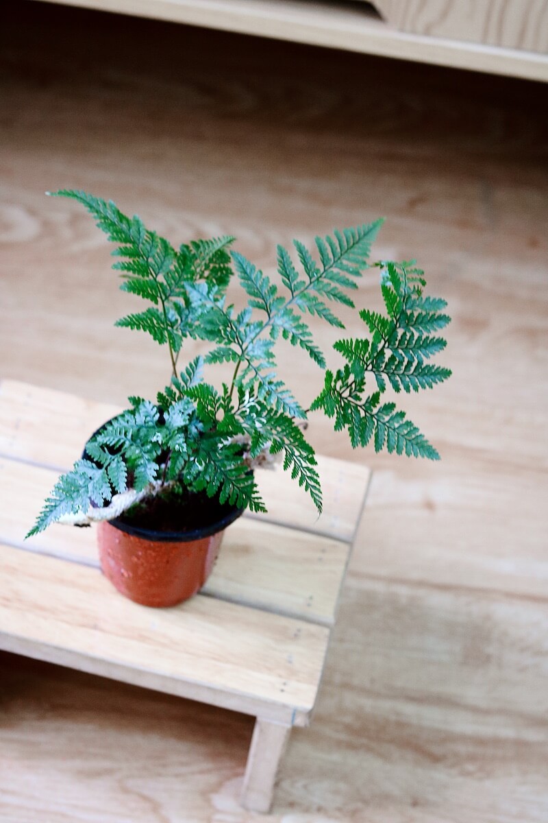 Chậu cây Davallia tyermanii (Rabbit Foot’s Fern) – Dương Xỉ Chân Thỏ