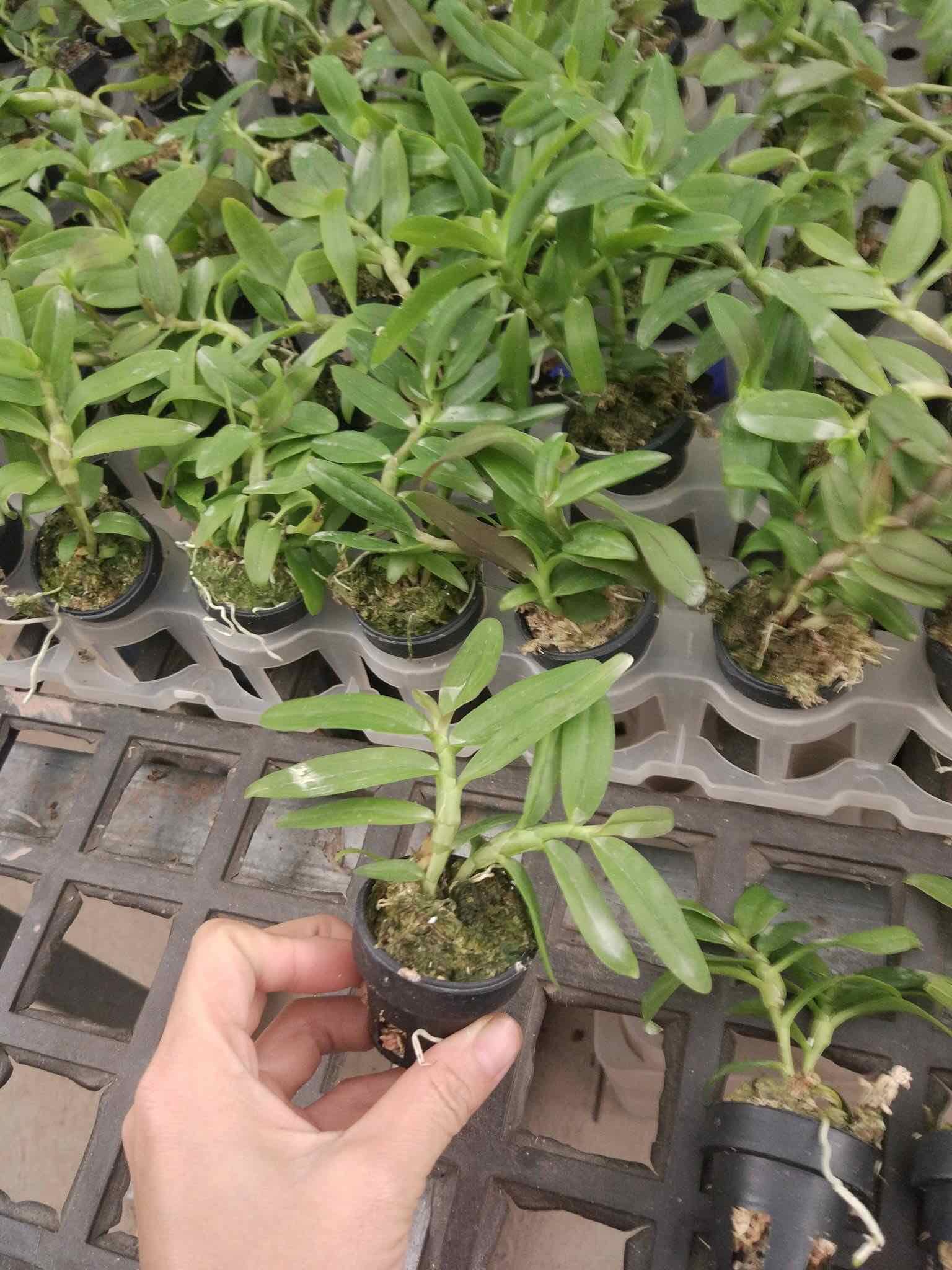 Lan Phi Điệp 5 CT Phú Thọ Cây 7CM