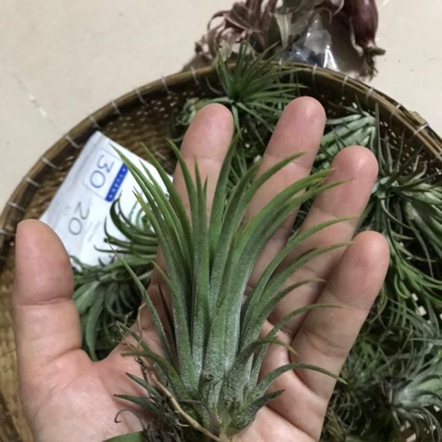 Cây không khí thạch thảo