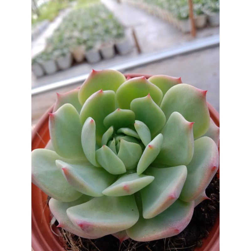Sen Đá Bánh Bao Lửa, Xuất Xứ Đà Lạt, Lỗi 1 Đổi 1 ❣