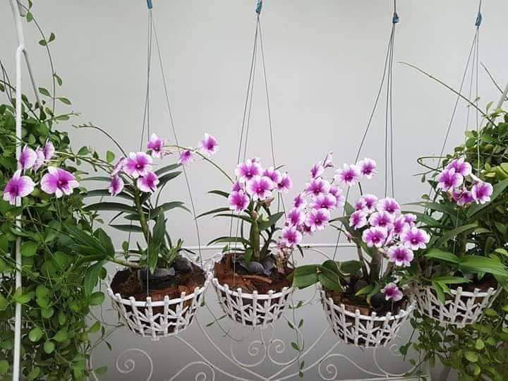 [HCM]Lan giống Dendro Yaya Mini Cực đẹp