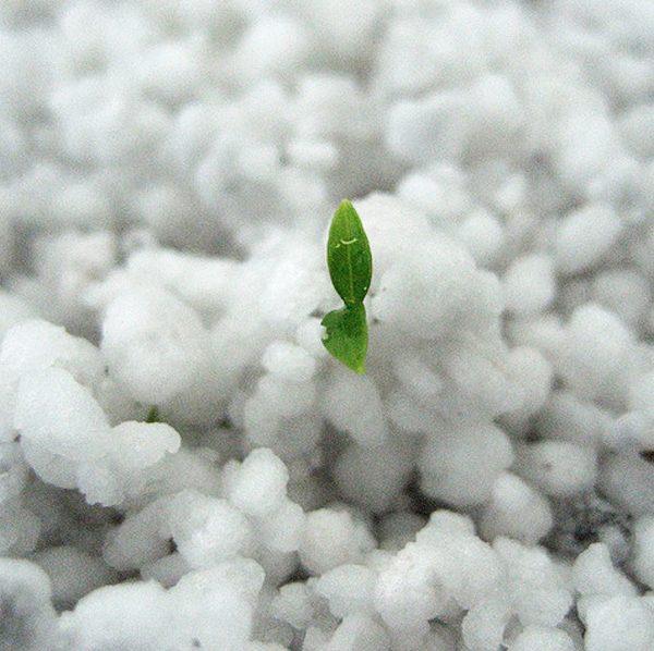 Đá Perlite hay đá trân châu: nhẹ, sạch, giữ ẩm tốt 8dm3