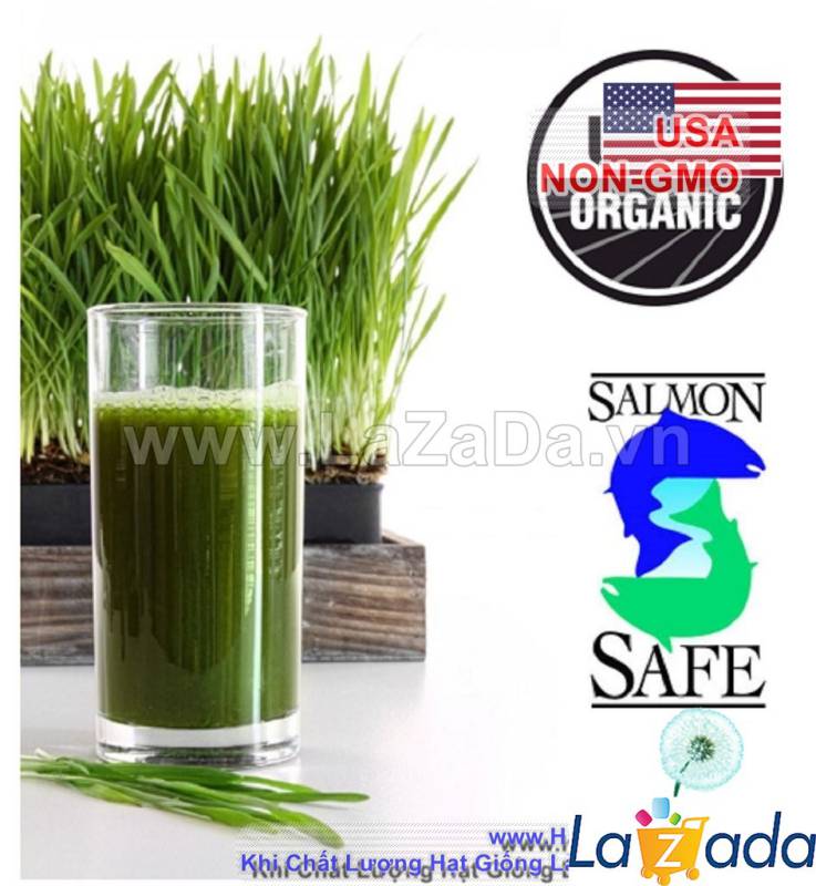 1KG Hạt Giống Cỏ Lúa Mì Đỏ Cỏ Mèo Wheatgrass (A2.205*V34*M054)