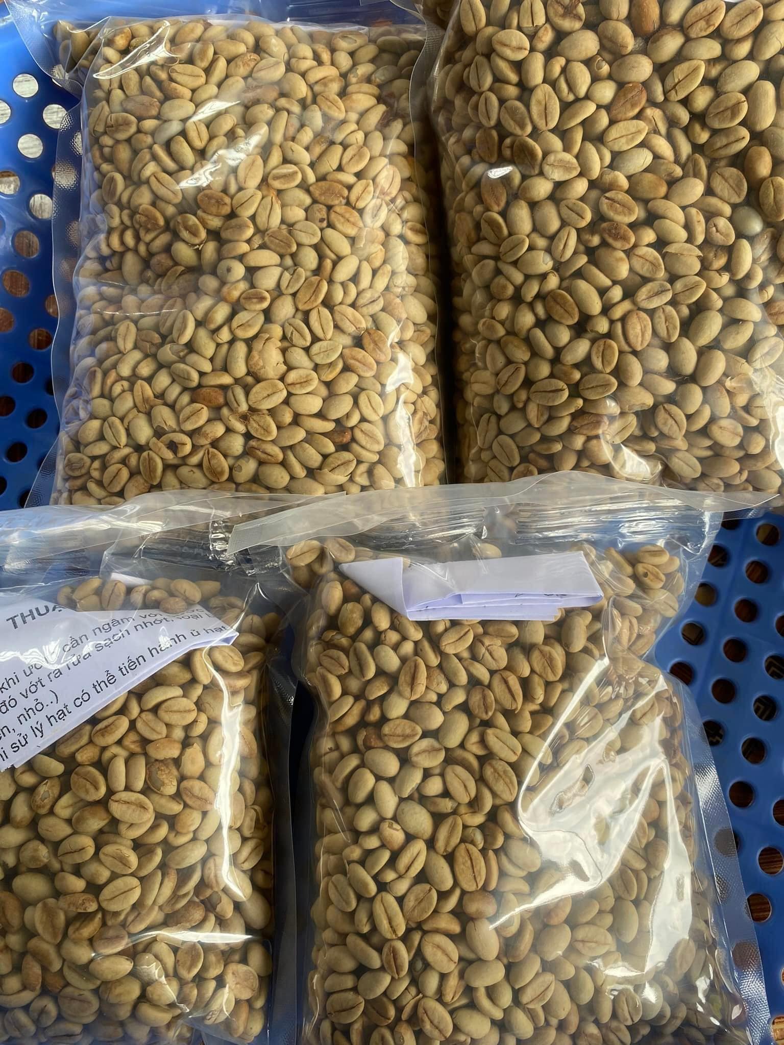 500gram hạt giống cà phê lá xoài