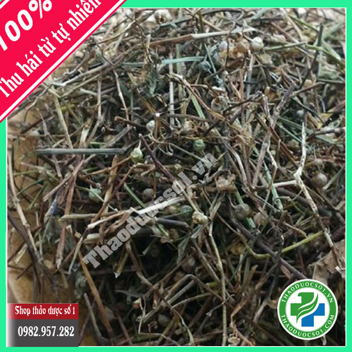 ComBo 3 Cây Hỗ Trợ Điều Trị Ung Thư ( Xạ Đen , bạch hoa xà, bán chi liên ) -3kg