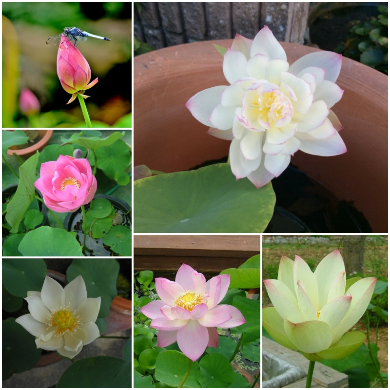 HG3 Hạt giống sen nhật mini - sen bát - 10K/10 hạt -9 màu tự chọn