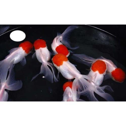 Cá hạc đỉnh hồng size bé , cá xinh xắn đáng yêu, siêu dễ nuôi