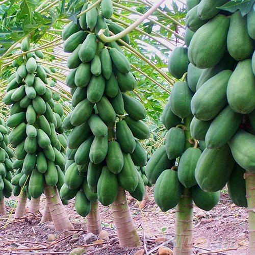 Hạt giống Đu Đủ Hà Lan Siêu Ngọt Seedline 20 hạt