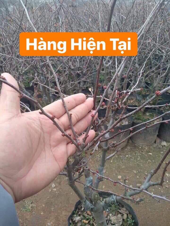 chậu cây Mai Đỏ tứ quý Nhật bản bonsai mini