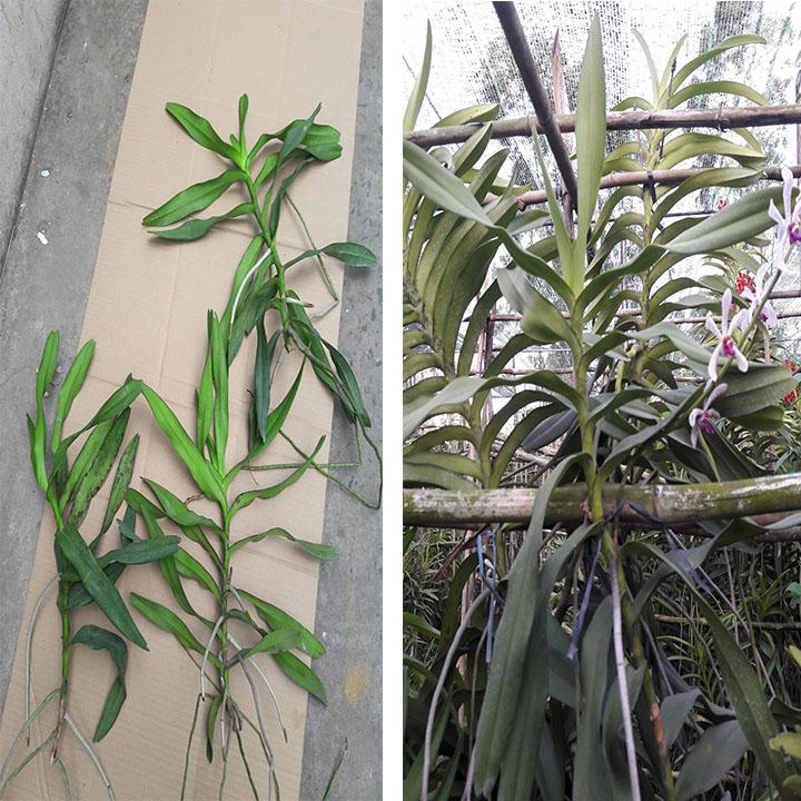 Combo 3 cây lan ngọc điểm lai cây từ 25-30 cm