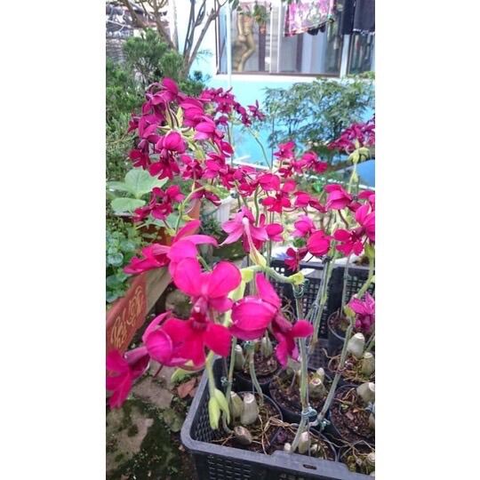 Củ hoa Lan bầurượi(2 củ) HOA TẾT