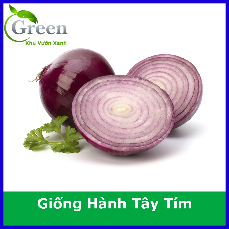Hạt Giống Hành Tây Tím Củ Lớn Chắc, Năng Suất Cao