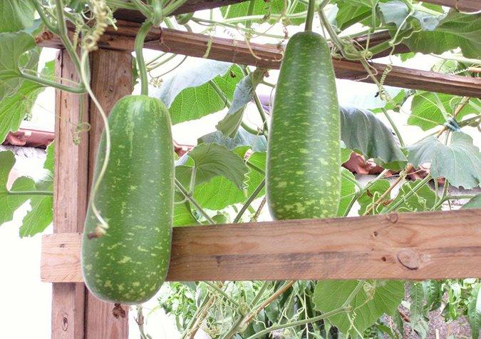 10 HẠT GIỐNG BẦU SAO NGẮN CAO SẢN