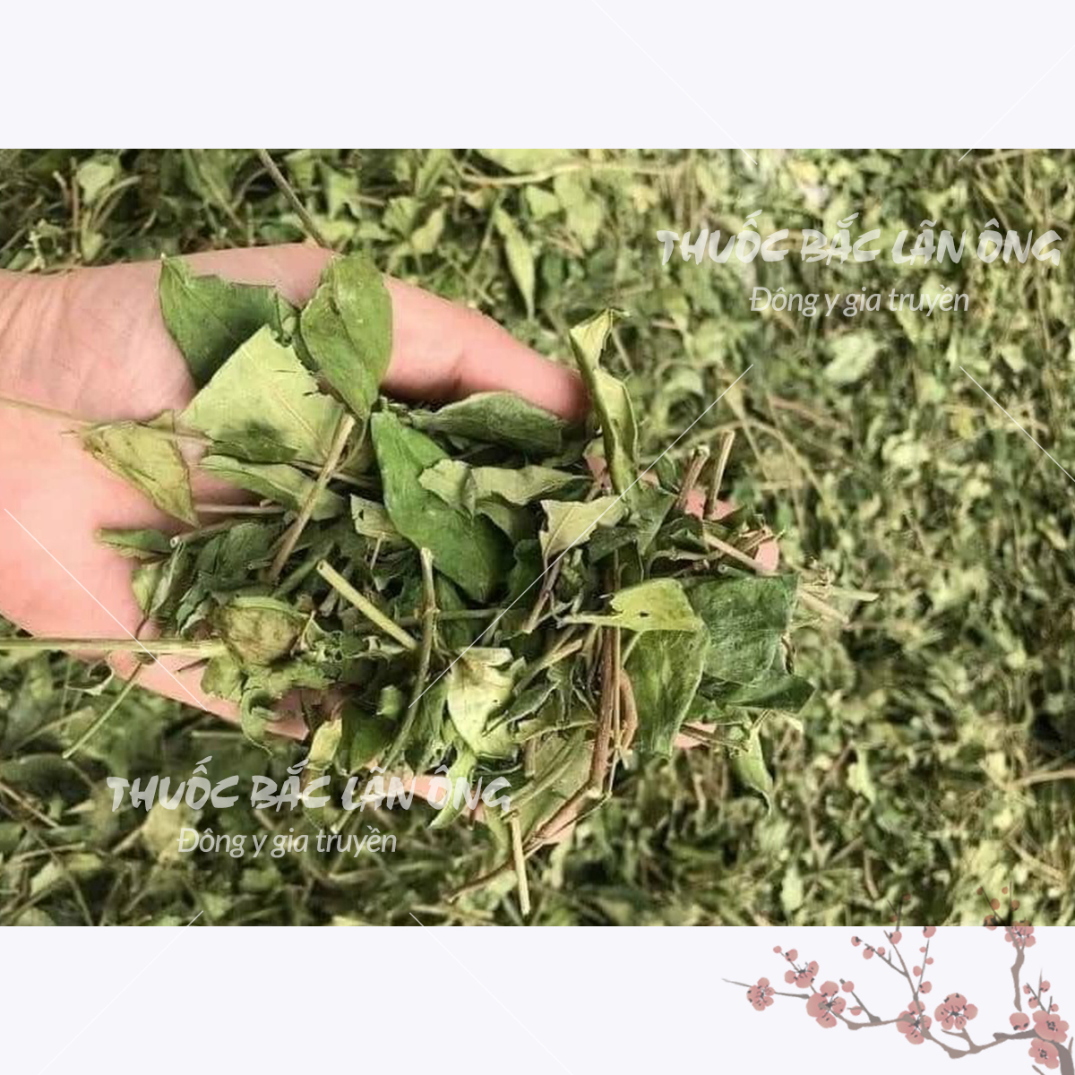 100g Dây Thìa Canh Hàng Loại 1