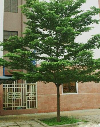 Bàng Đài Loan, cây giống gửi đi nguyên bầu