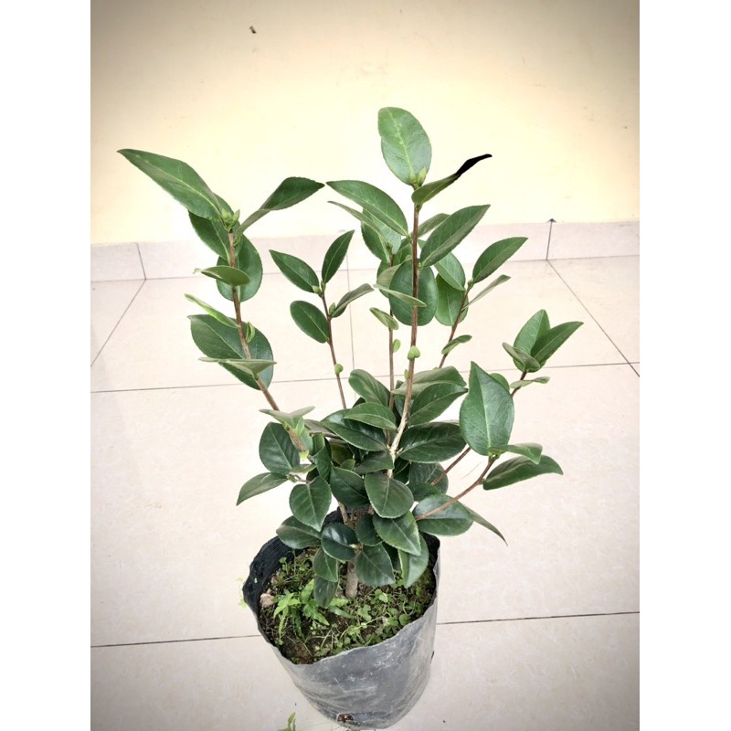 Cây hoa trà my cao 40-50cm đang nụ hoaFreeship ( cây giống nhỏ)