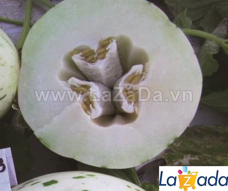 25 HẠT Hạt Giống Dưa Lê Đốm Hàn Quốc (B3.504| A2*X55*M180)