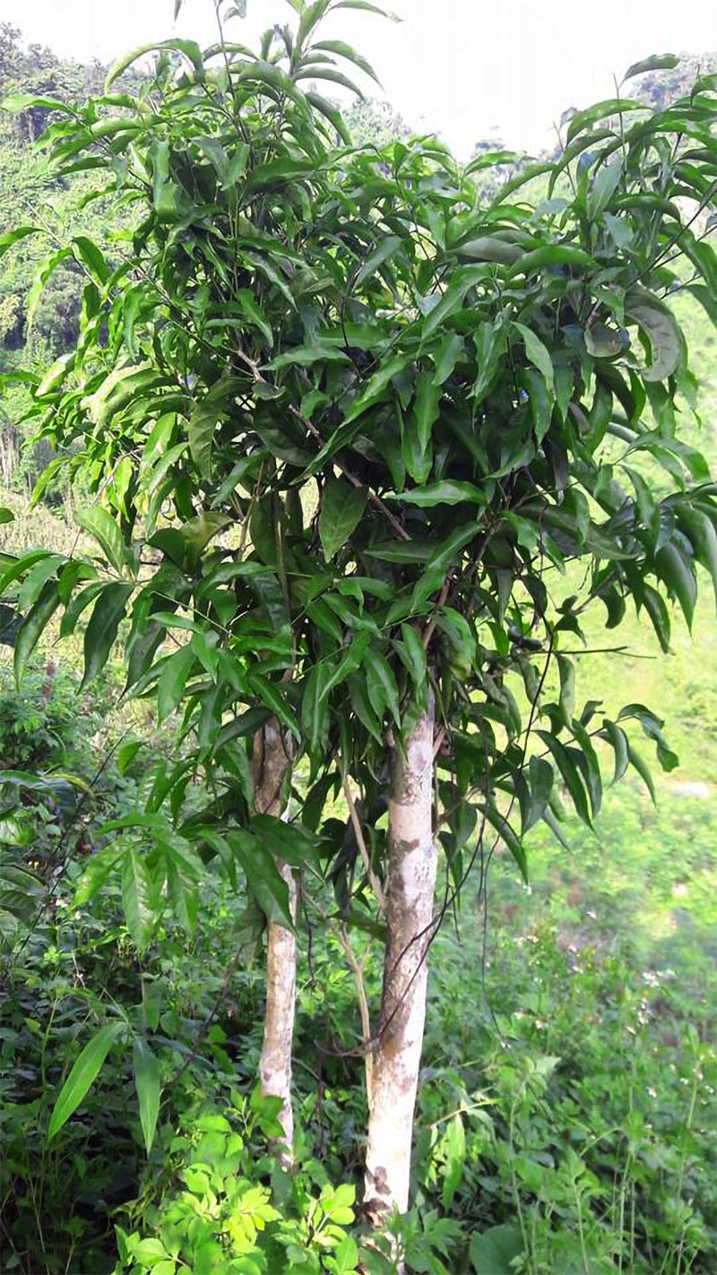 cây giống rau sắng rừng (rau Ngót rừng)