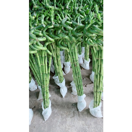 Phát tài xoắn bó 10 cây