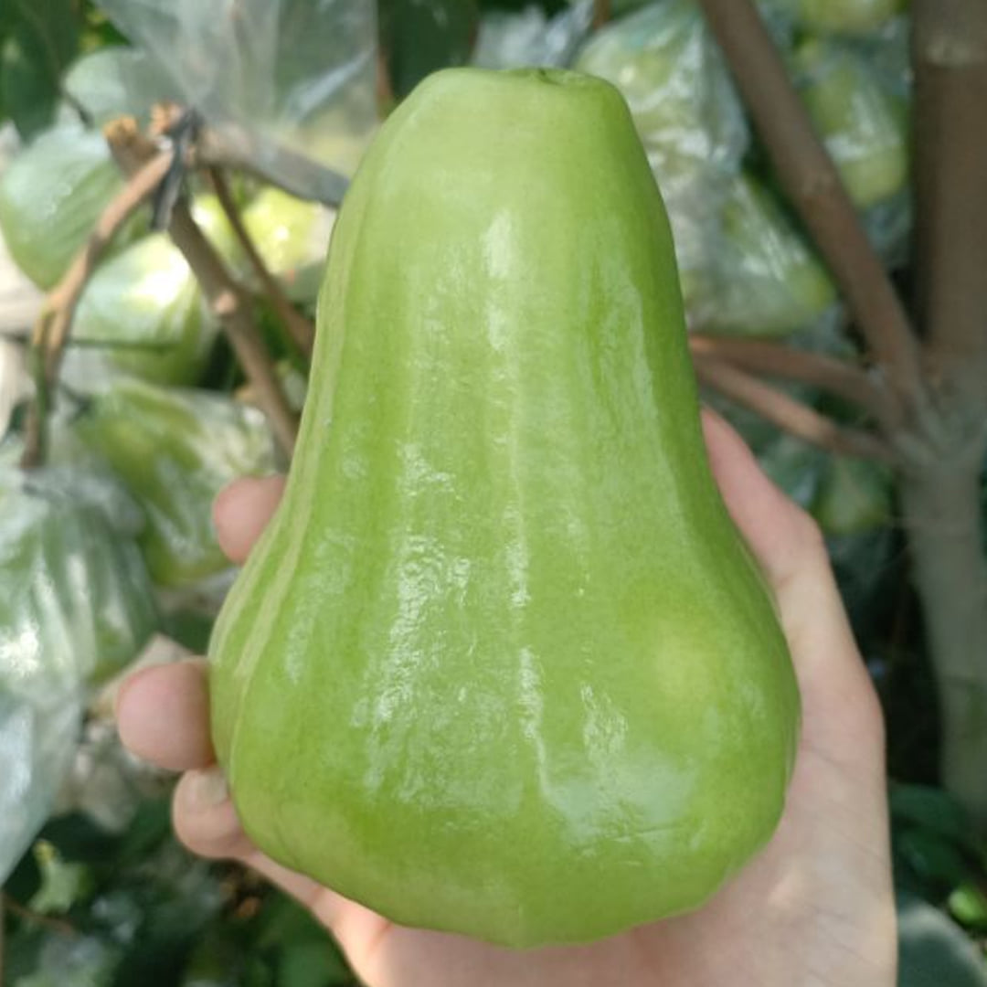 ( Hàng mới về ) Cây giống Roi Xanh.