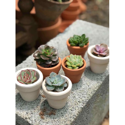 Chậu sen đá mini gồm cây và chậu
