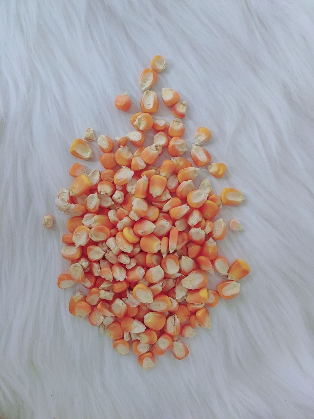 Mài răng cho hamster - Bắp hạt - 100gr