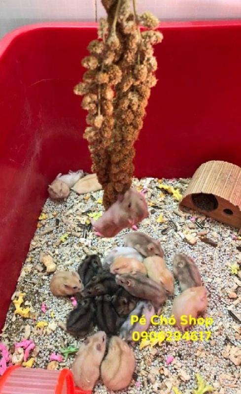 Kê Nguyên chùm cho Hamster,sóc (bịch 4,5 chùm)