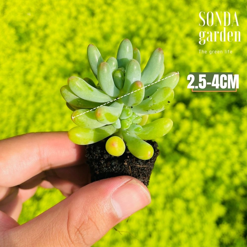 SEN ĐÁ THẠCH NGỌC MĨ SIZE MINI SIÊU KHOẺ LỖI 1 ĐỔI 1