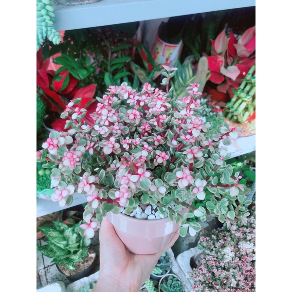 Chậu Cây Đô La Hồng