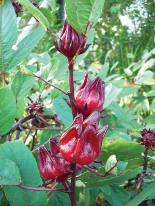 Hạt giống hoa atiso đỏ