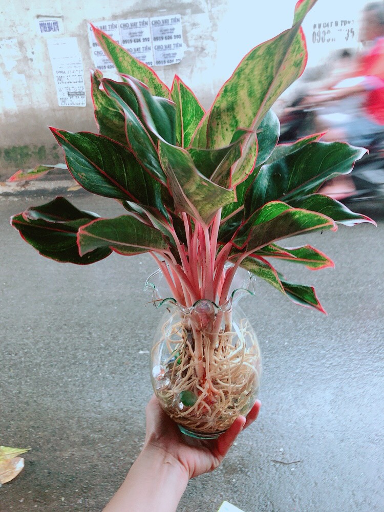 [HCM]Cây Phú Quý Thủy Sinh