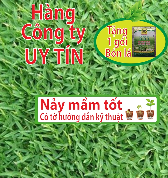 Hạt giống cỏ lá gừng thái lan 100 gam - Hàng công ty, nảy mầm tốt- Tặng gói bón lá