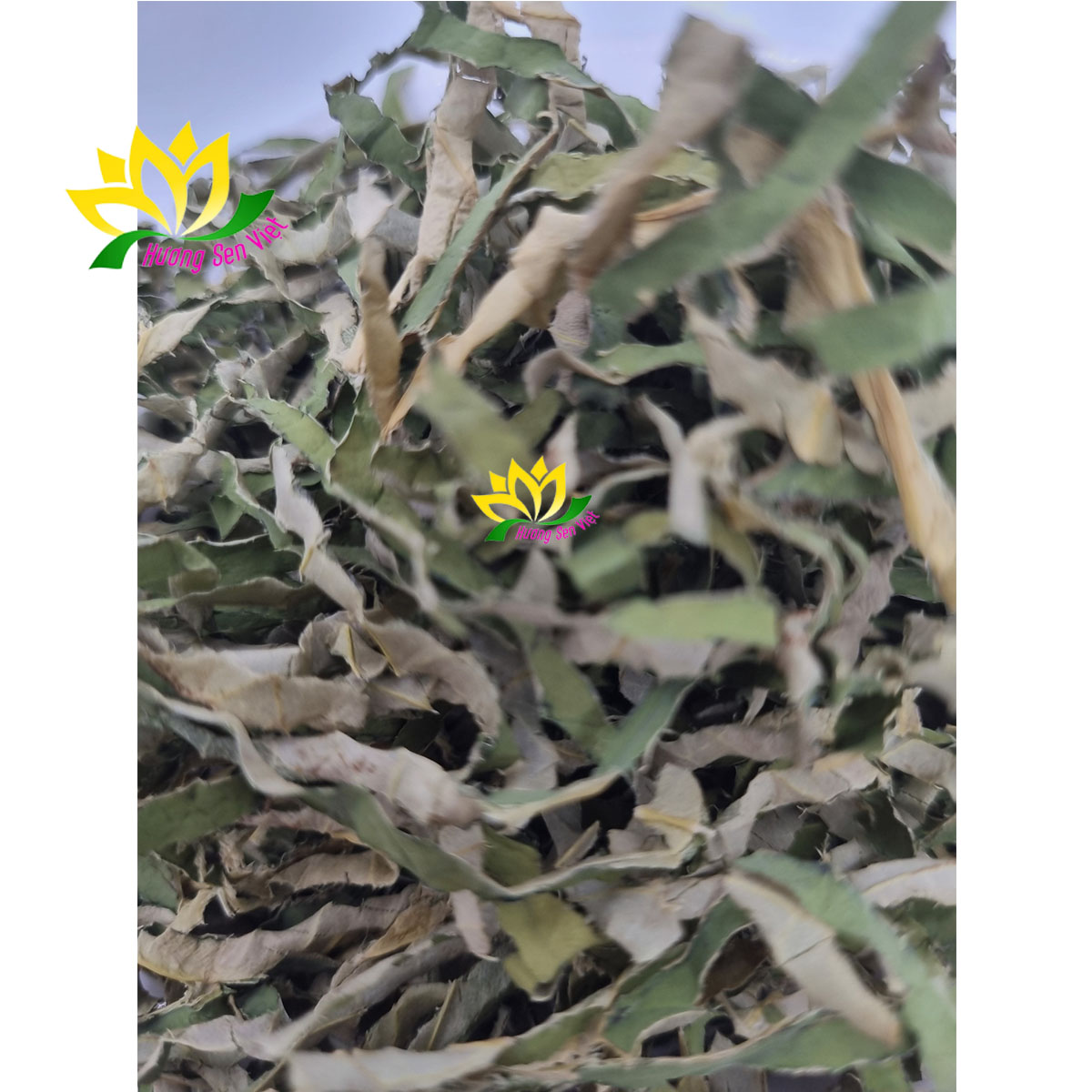 TRÀ LÁ SEN - CTY HƯƠNG SEN VIỆT