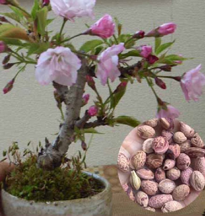 Japanese Cherry Blossom Seeds (10 Seeds)