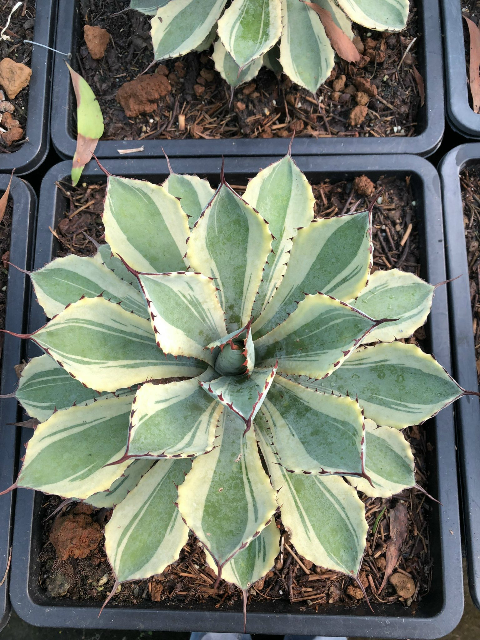 Xương rồng agave