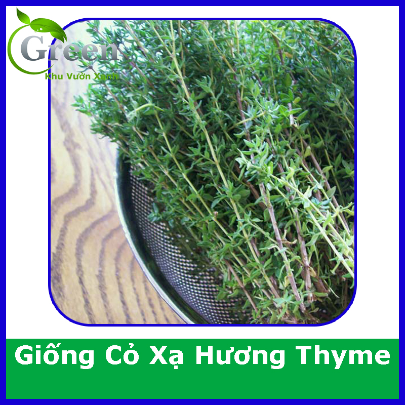 Hạt Giống Cỏ Xạ Hương Thyme (Gói 100 hạt) Trồng Chậu, Chịu Nhiệt Tốt