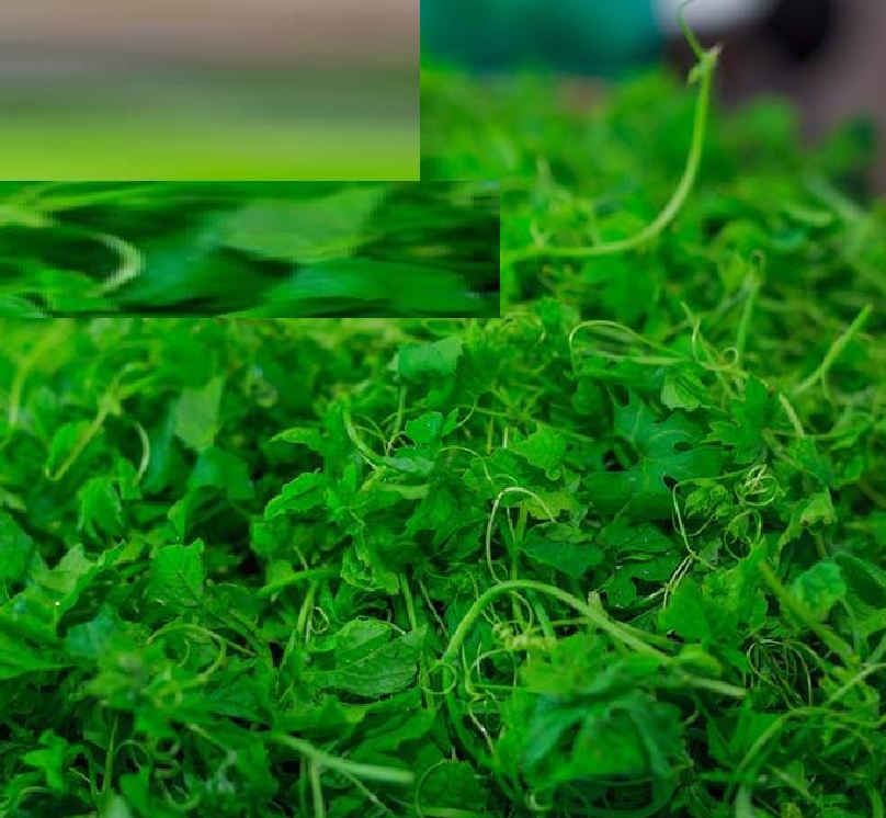 Hạt giống trái khổ qua rừng ( 20 hạt/gói )