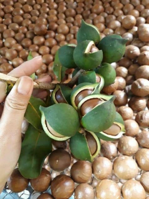 Cây giống macca ghép (giống ghép cho trái sớm)